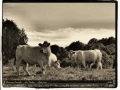 Vache